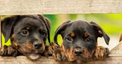 Ihr Tierarzt: Die beste Quelle für Hundeernährung