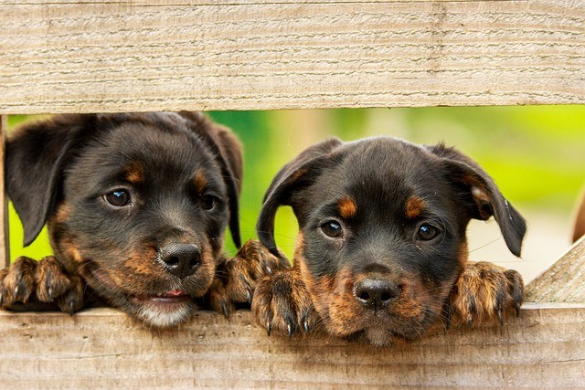 Ihr Tierarzt: Die beste Quelle für Hundeernährung