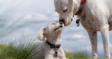 Die rohe Hundeernährung