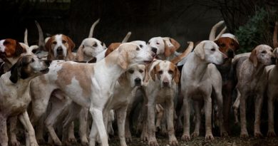 Die Wichtigkeit eines Fütterungsplans für Ihren Hund.