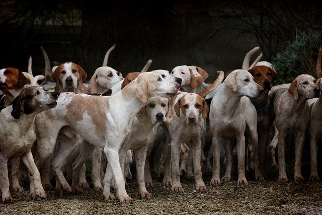 Die Wichtigkeit eines Fütterungsplans für Ihren Hund.