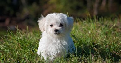 Wie Sie erkennen, ob die Nahrung Ihres Hundes genug Fettsäuren hat.