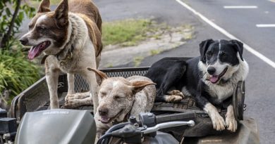 Leitlinien für die Auswahl einer gesunden Hundeernährung