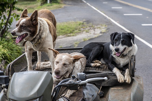 Leitlinien für die Auswahl einer gesunden Hundeernährung