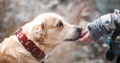 Vermeiden Sie Tischabfälle in der Ernährung Ihres Hundes