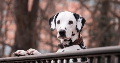 Warum ist die Ernährung eines Hundes so wichtig?