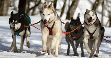 Bestes Futter für eine gesunde Hundeernährung finden