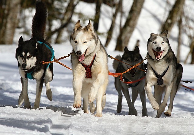 Bestes Futter für eine gesunde Hundeernährung finden