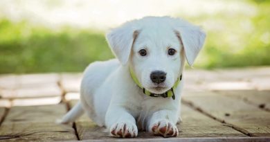 Wann Sie die Diät Ihres Hundes einstellen sollten