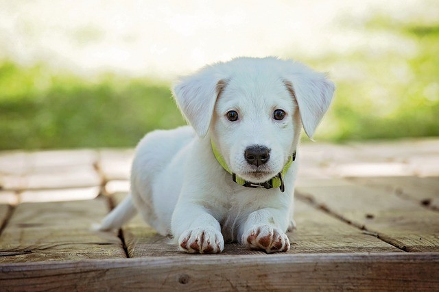 Wann Sie die Diät Ihres Hundes einstellen sollten