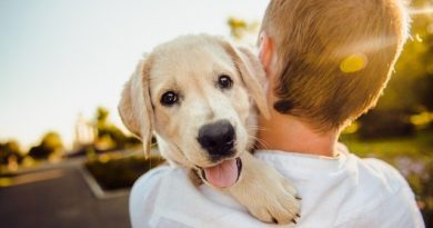 Die Ernährung des Hundes beeinflusst die Mundgesundheit