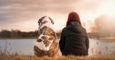 So geht Ihr Hund ohne Leine bei Fuß