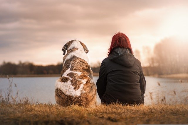 So geht Ihr Hund ohne Leine bei Fuß