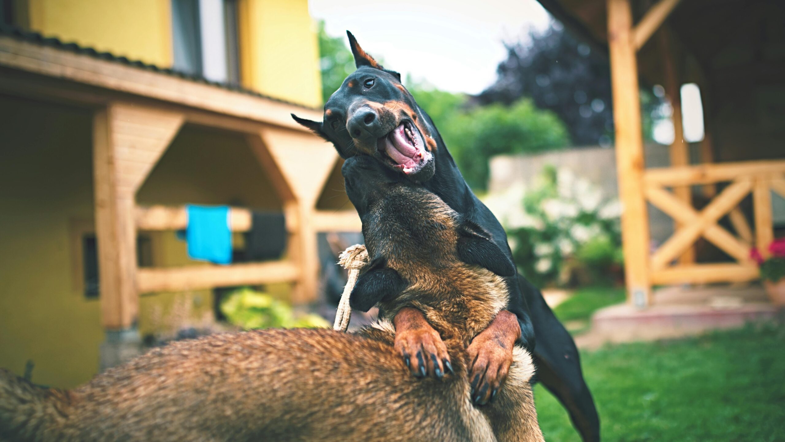 Erwachsener Schwarzer Und Rost Dobermann Pinscher Auf Selektiver Fokusfotografie