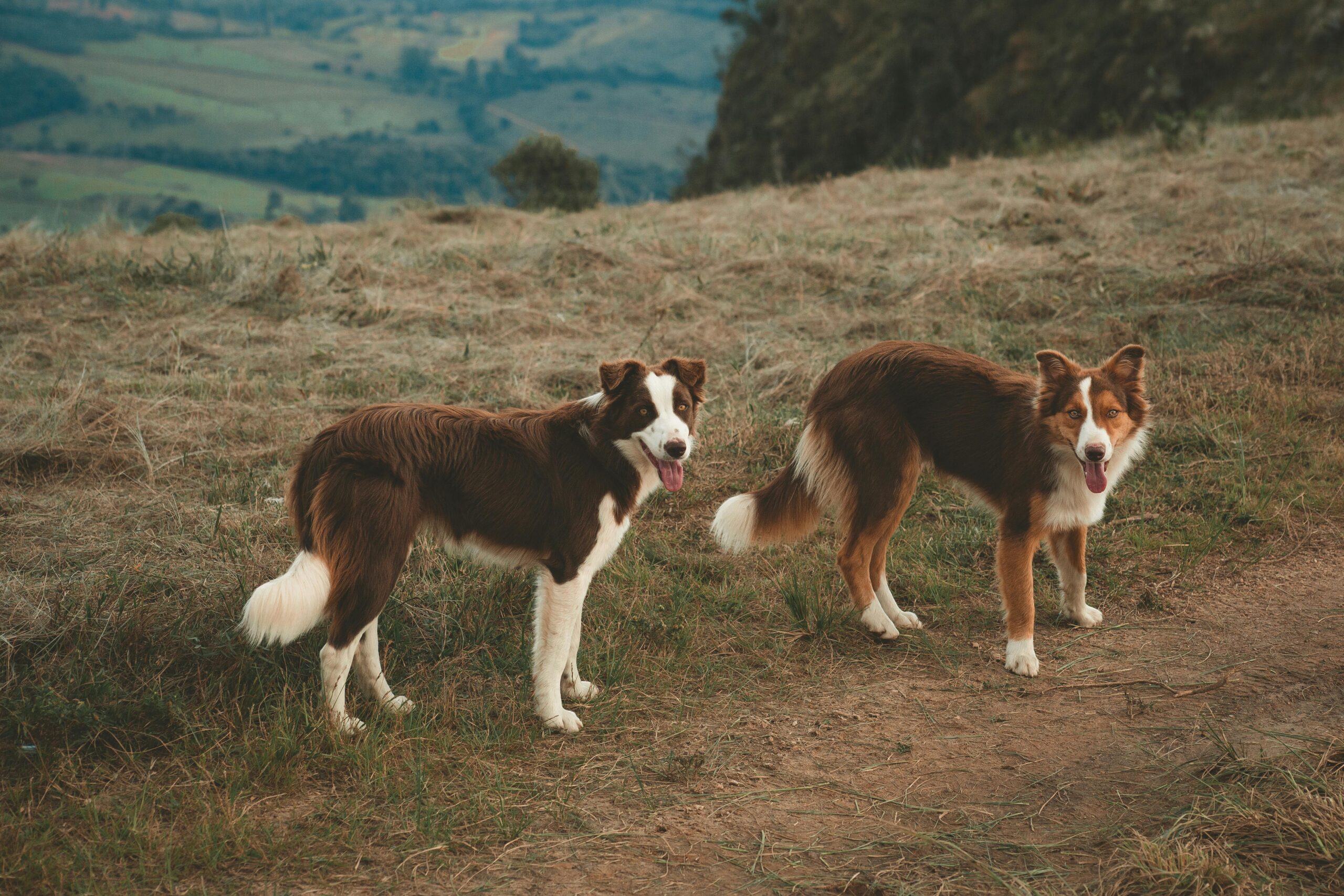 Zwei Braune Hunde Auf Dem Feld