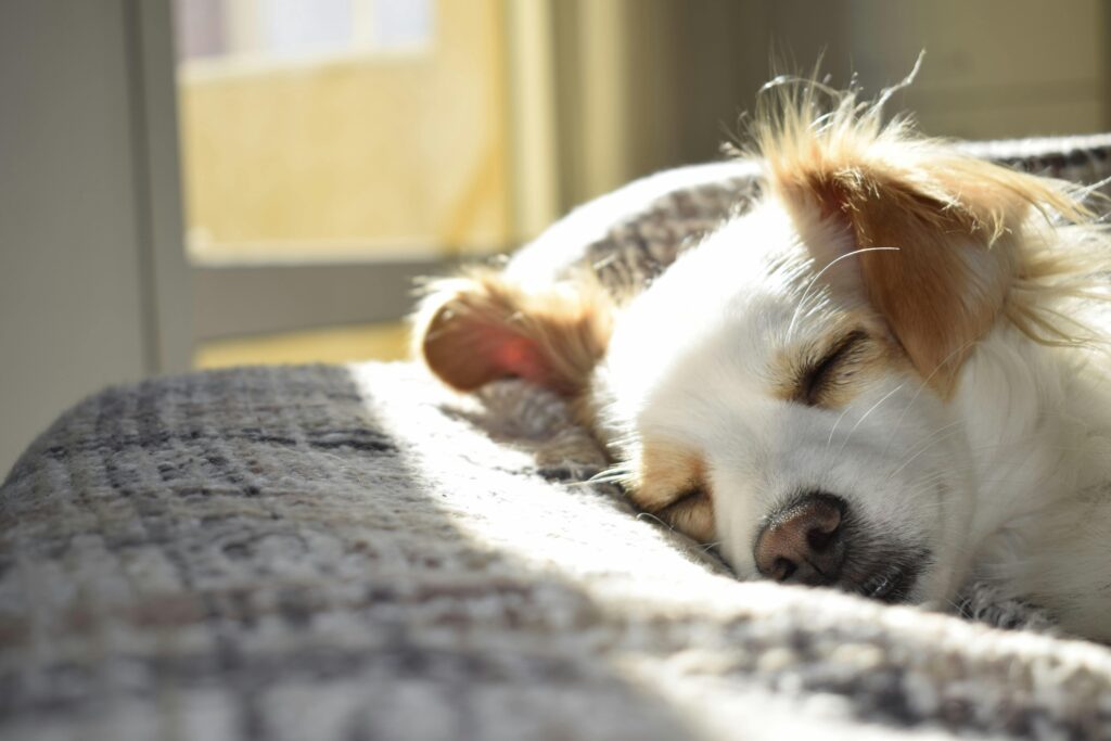 Verhaltensweisen von Hunden