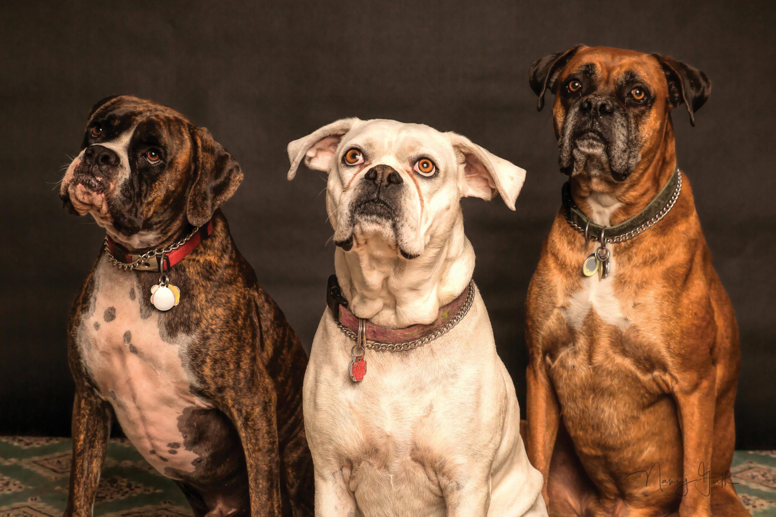 Fotografie Von Drei Hunden, Die Nach Oben Schauen