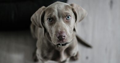 Grundlagen der Hundeernährung: Nährstoffe und Futterarten