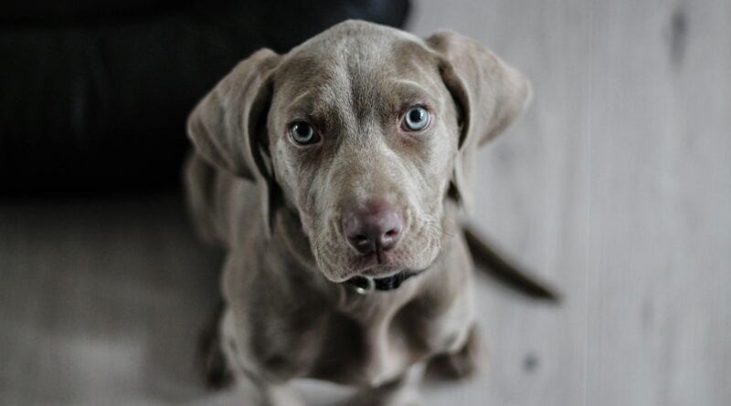 Grundlagen der Hundeernährung: Nährstoffe und Futterarten